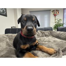 ♀︎ドーベルマン