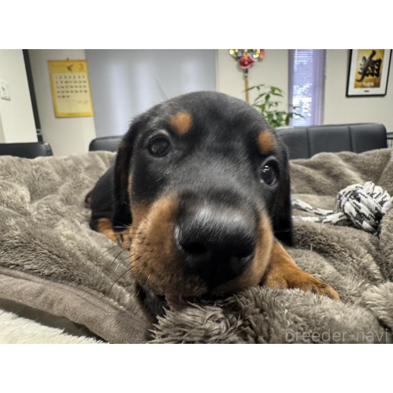 販売中の茨城県のドーベルマン-447377