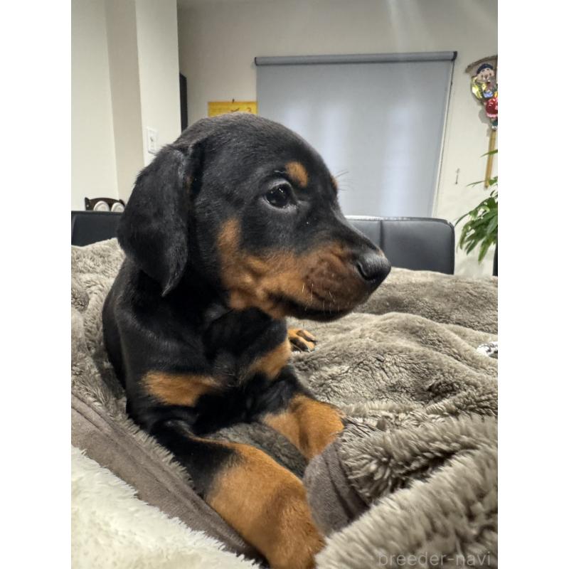 販売中の茨城県のドーベルマン-447377の6枚目