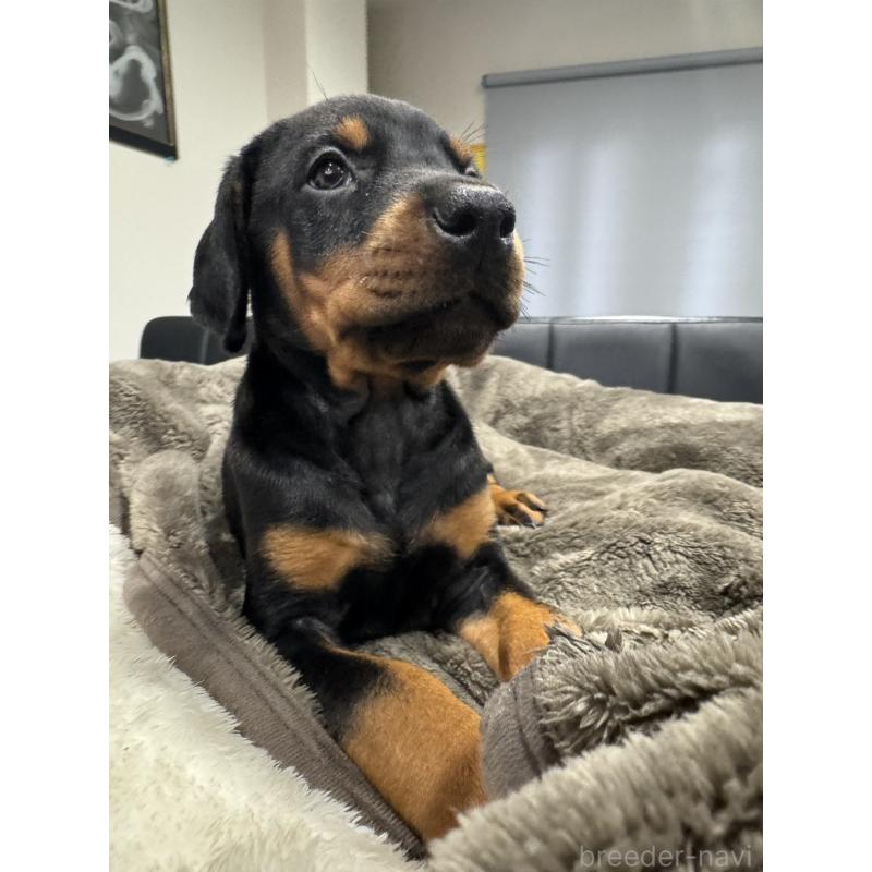 販売中の茨城県のドーベルマン-447377の4枚目