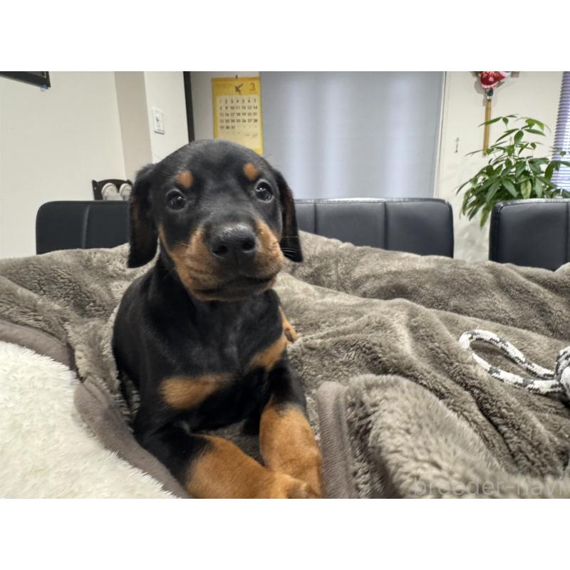 販売中の茨城県のドーベルマン-447377の5枚目