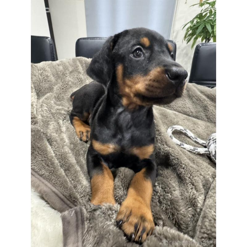 販売中の茨城県のドーベルマン-447377の3枚目