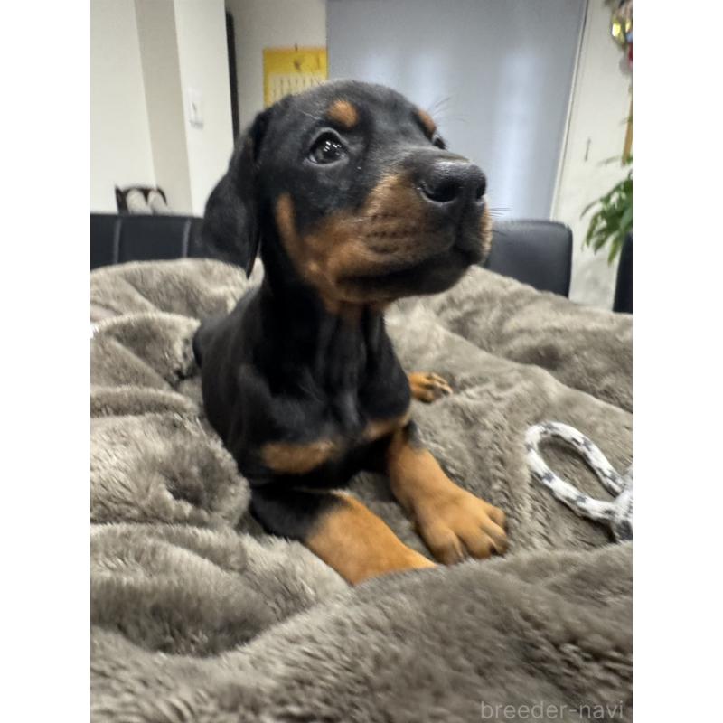 販売中の茨城県のドーベルマン-447377の2枚目