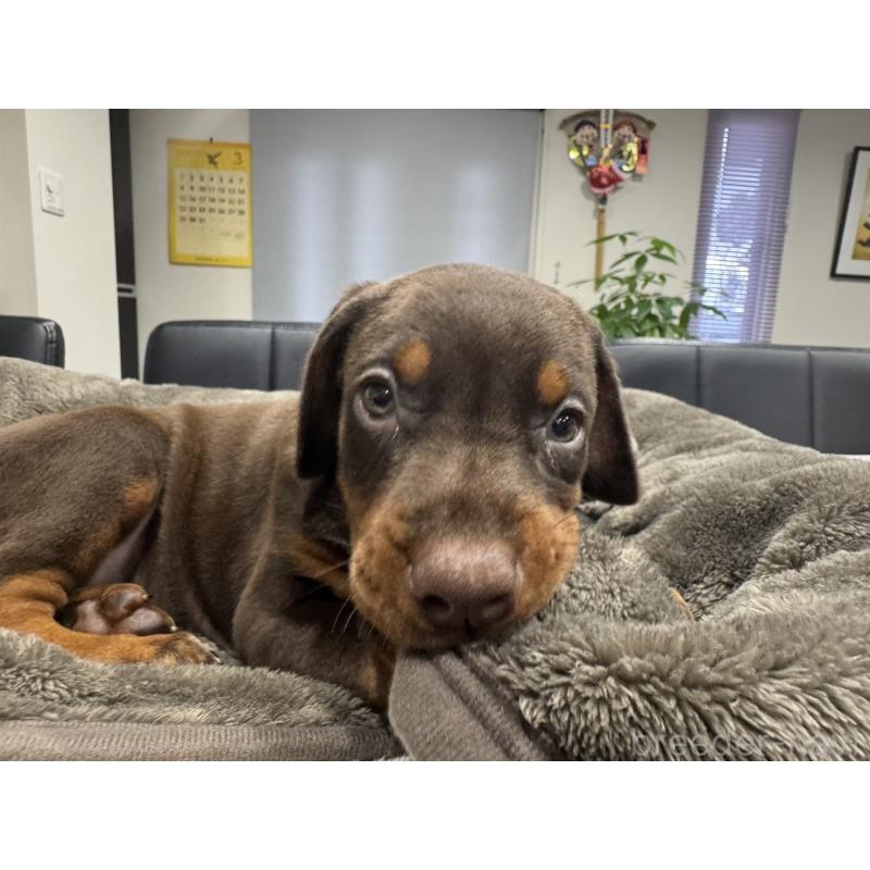 商談中の茨城県のドーベルマン-447373の6枚目