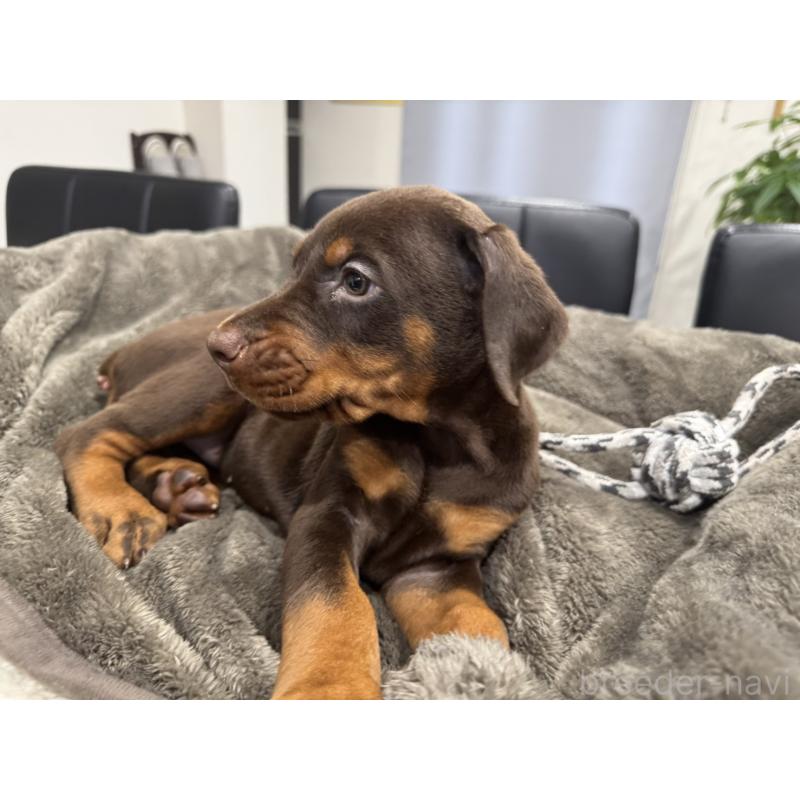 商談中の茨城県のドーベルマン-447373の5枚目