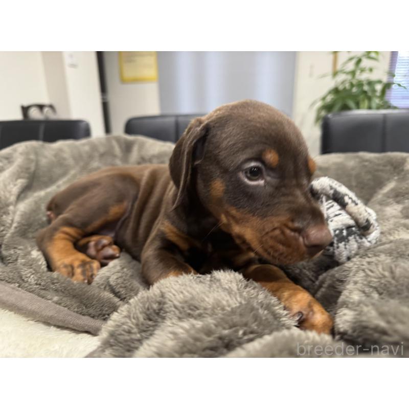 商談中の茨城県のドーベルマン-447373の4枚目