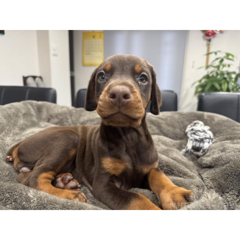 商談中の茨城県のドーベルマン-447373の3枚目