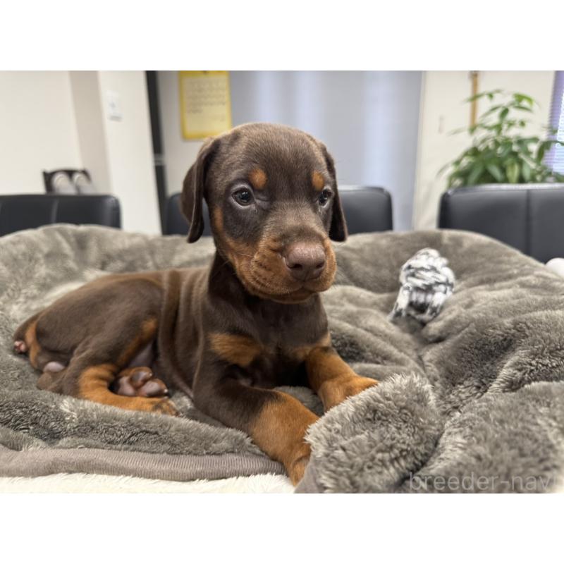 商談中の茨城県のドーベルマン-447373の2枚目