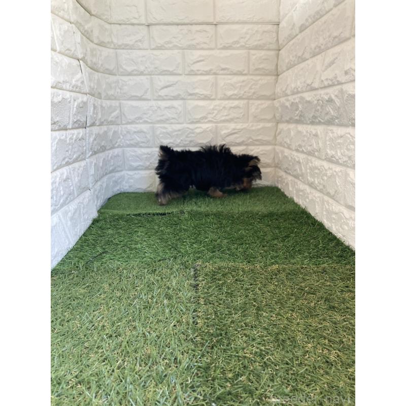 成約済の岡山県のヨークシャーテリア-444267の11枚目