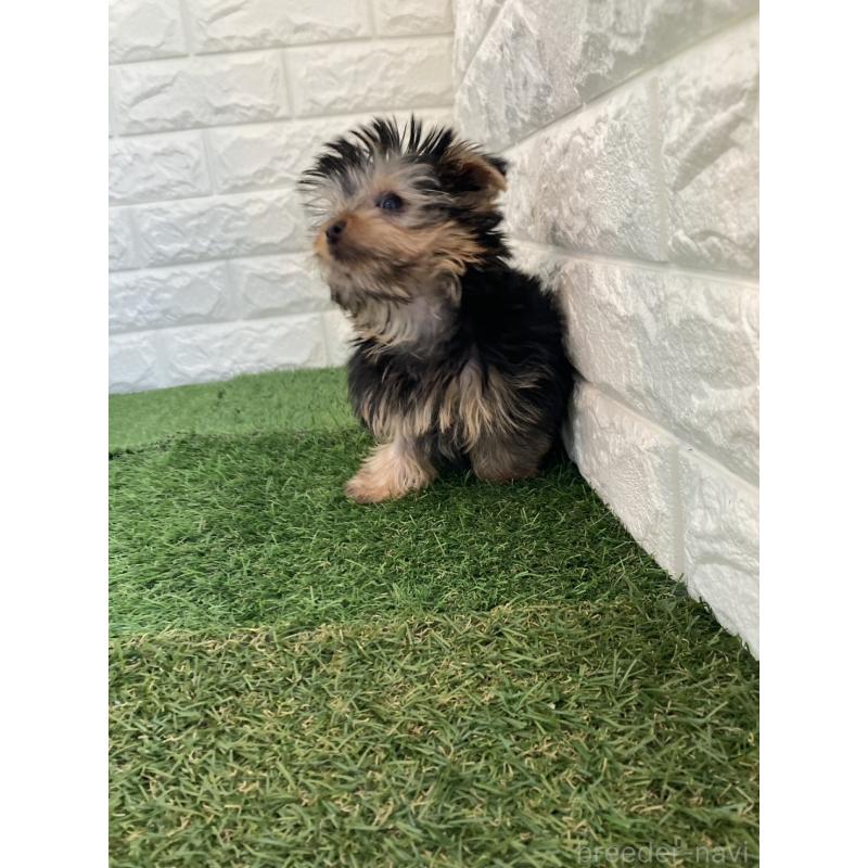 成約済の岡山県のヨークシャーテリア-444267の10枚目