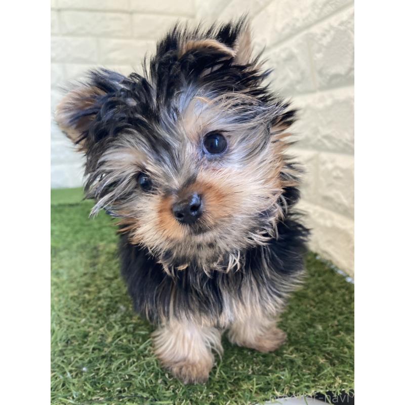 成約済の岡山県のヨークシャーテリア-444267の9枚目