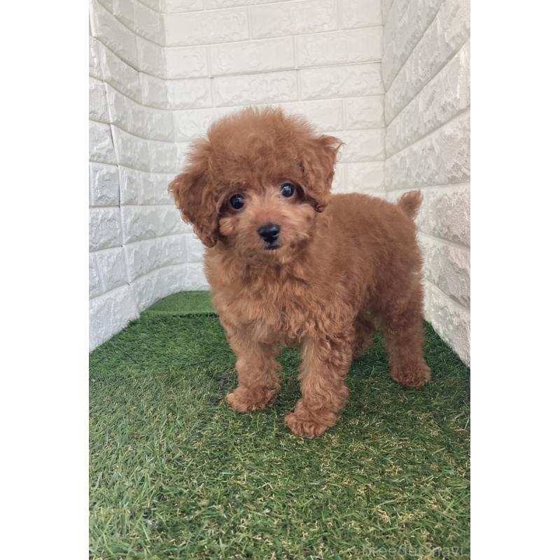 販売中の岡山県のタイニープードル-445663の8枚目