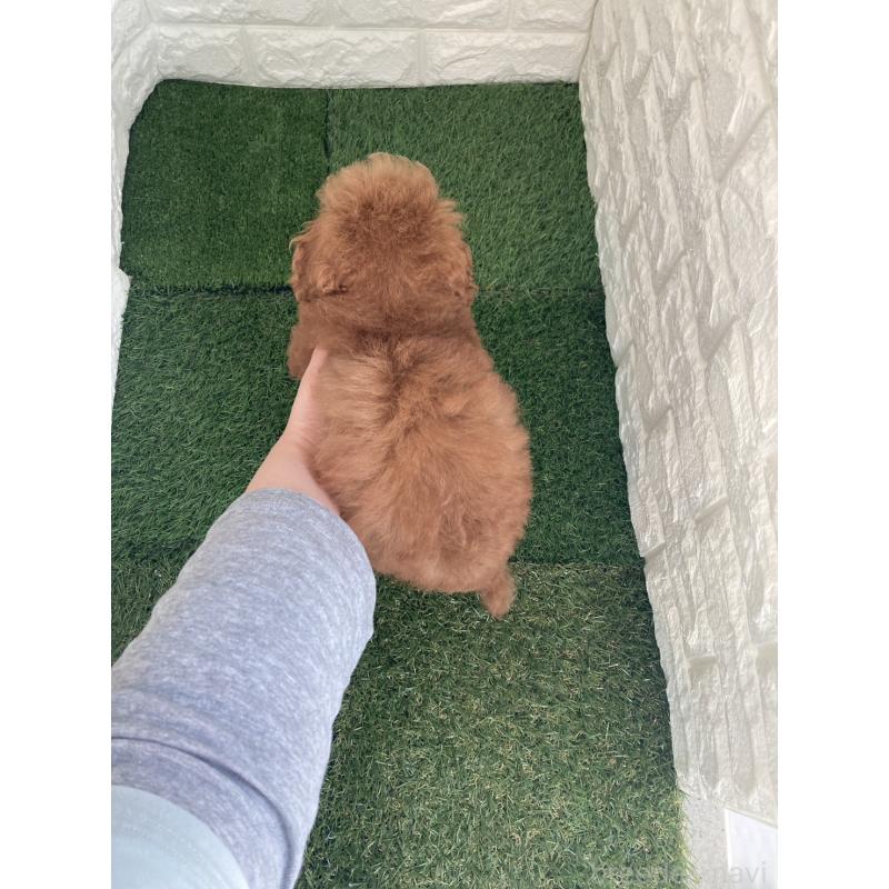 販売中の岡山県のタイニープードル-445663の7枚目