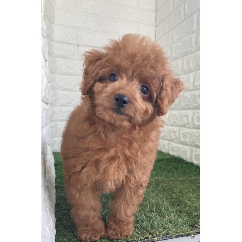 販売中の岡山県のタイニープードル-445663の6枚目