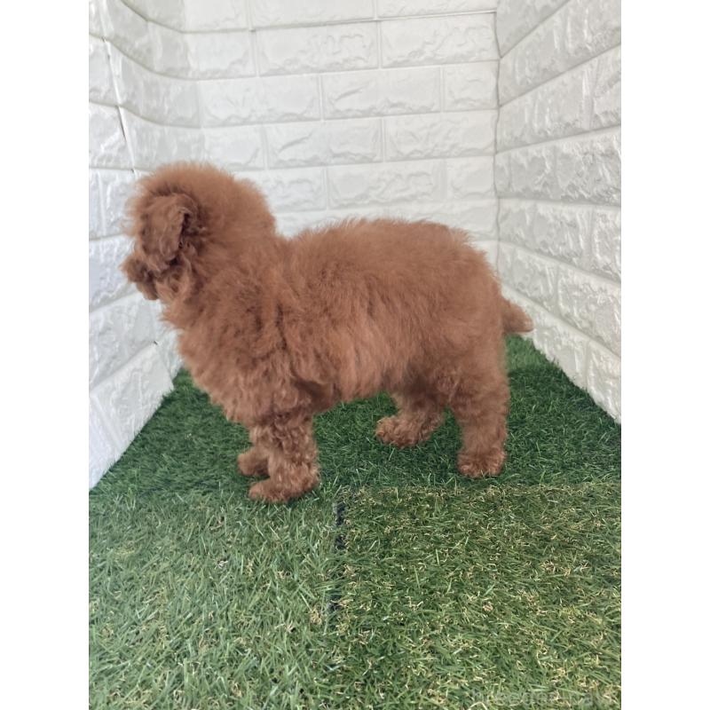 販売中の岡山県のタイニープードル-445663の3枚目