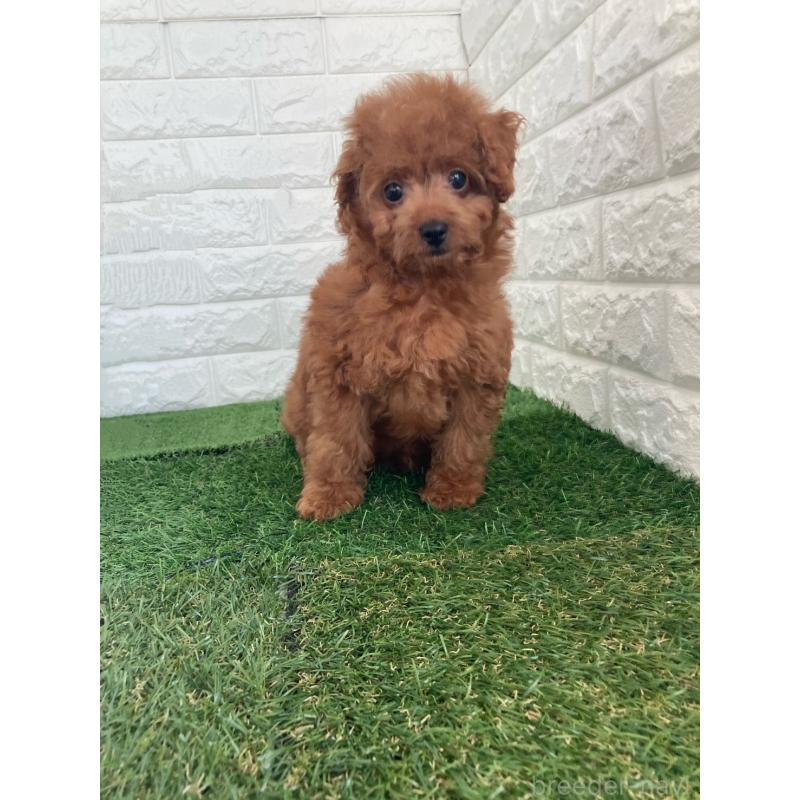 販売中の岡山県のタイニープードル-445663の2枚目