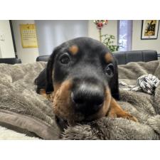 ♀︎ドーベルマン