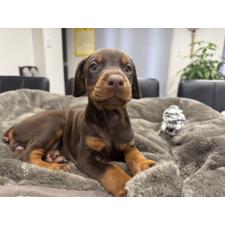 ♀︎ドーベルマン