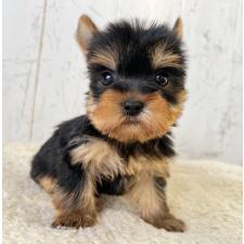 ♀︎ヨークシャーテリア