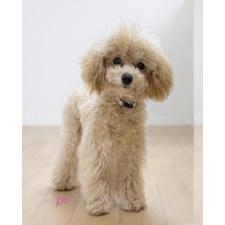 ♀︎タイニープードル