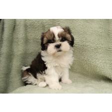 小底瑞稀ブリーダー