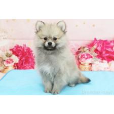 ♀︎ポメラニアン