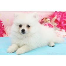 ♀︎ポメラニアン