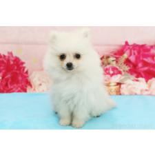 ♀︎ポメラニアン