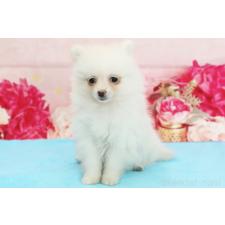 ♀︎ポメラニアン