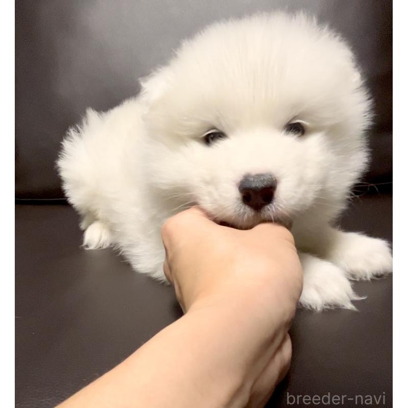 販売中の奈良県のサモエド-449246