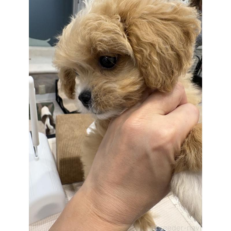 販売中の東京都のミックス犬-446482の3枚目