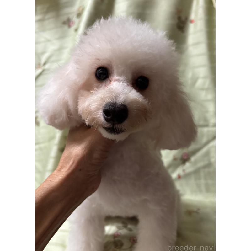 販売中の宮崎県のタイニープードル-436571の4枚目