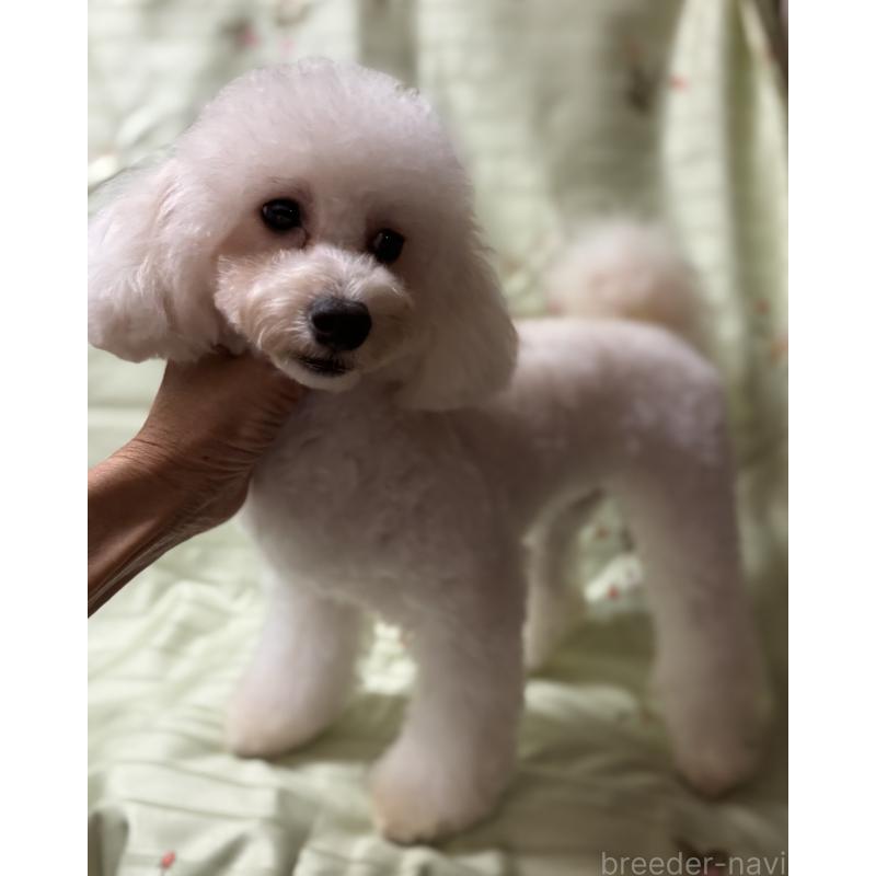 販売中の宮崎県のタイニープードル-436571の3枚目