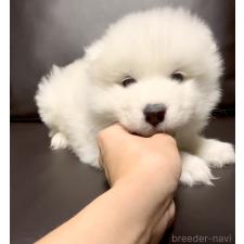 ♀︎サモエド