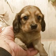 ♀︎ミニチュアダックスフンド(ロングヘアード)