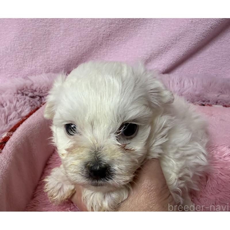 成約済の長野県のボロニーズ-447218の6枚目