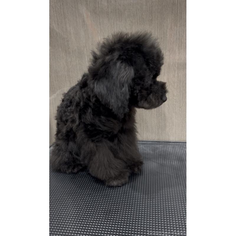 販売中の徳島県のティーカッププードル-423136の3枚目