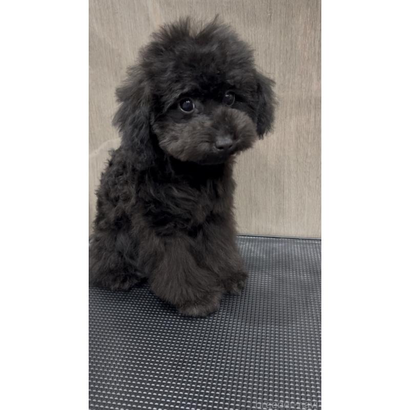 販売中の徳島県のティーカッププードル-423136の2枚目