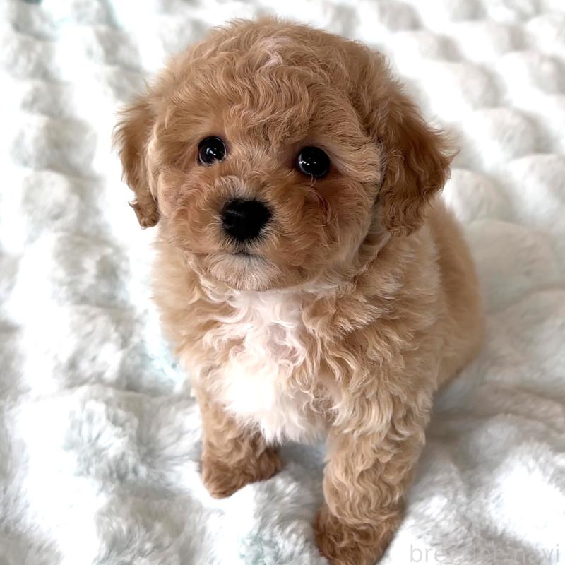 商談中の栃木県のビションプー:ビションフリーゼ×トイプードル-445208の7枚目