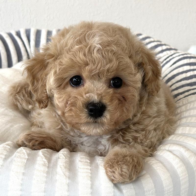 商談中の栃木県のビションプー:ビションフリーゼ×トイプードル-445208の6枚目