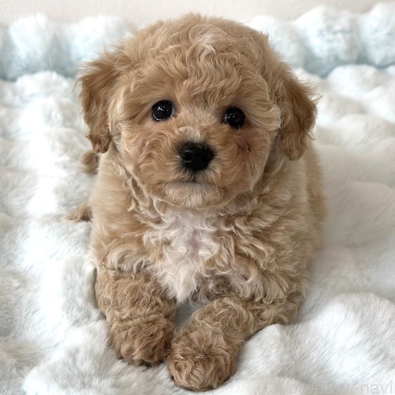 商談中の栃木県のビションプー:ビションフリーゼ×トイプードル-445208の5枚目