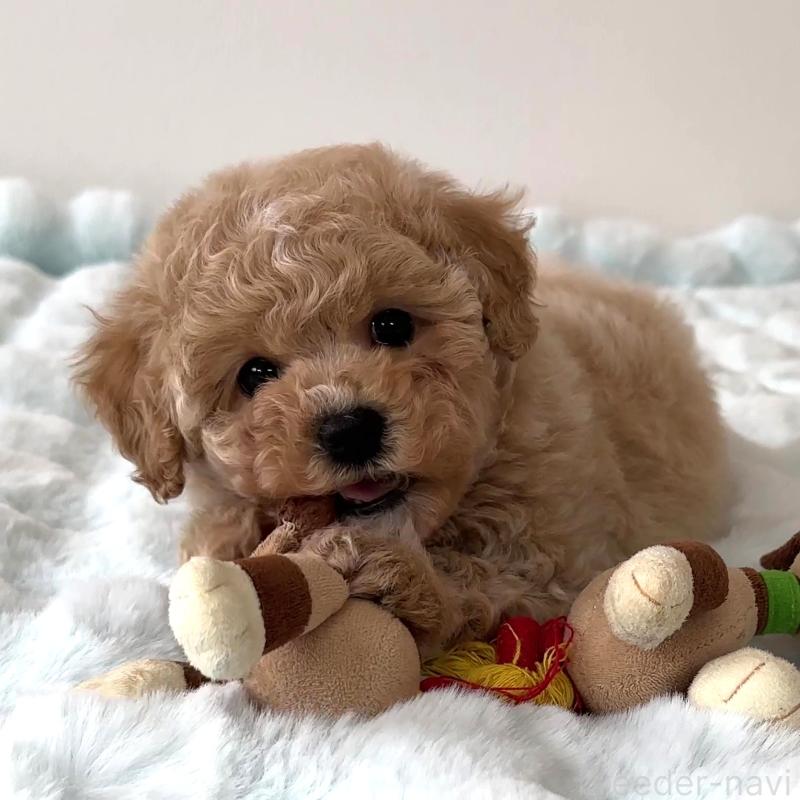 商談中の栃木県のビションプー:ビションフリーゼ×トイプードル-445208の4枚目