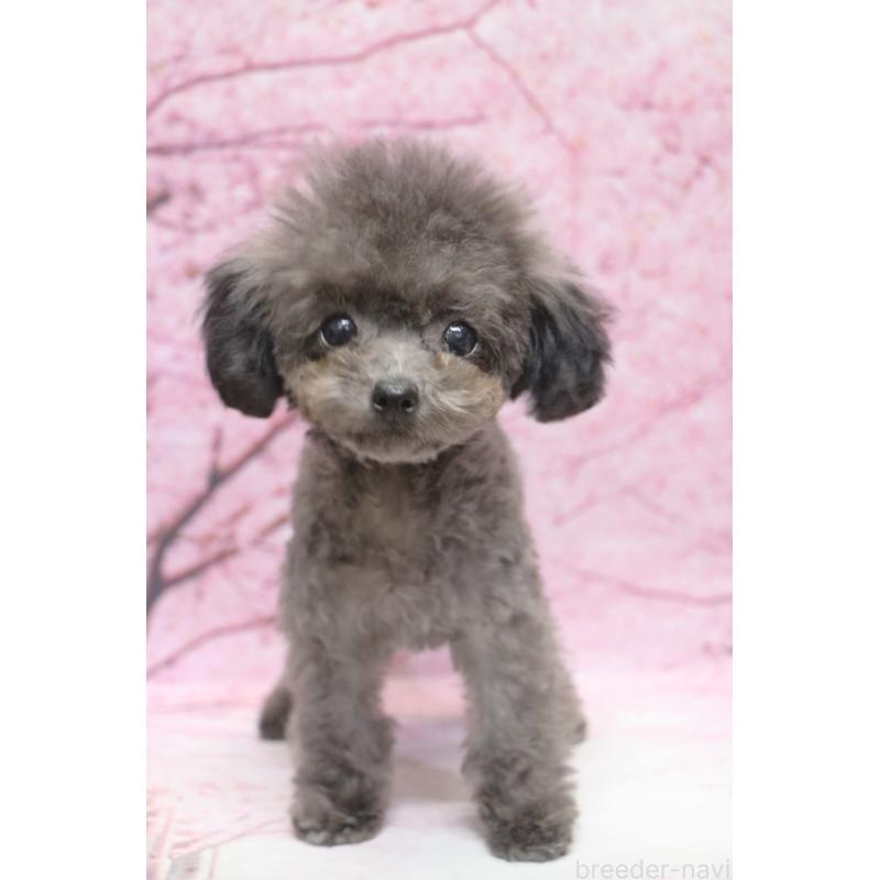 成約済の千葉県のティーカッププードル-427033の5枚目