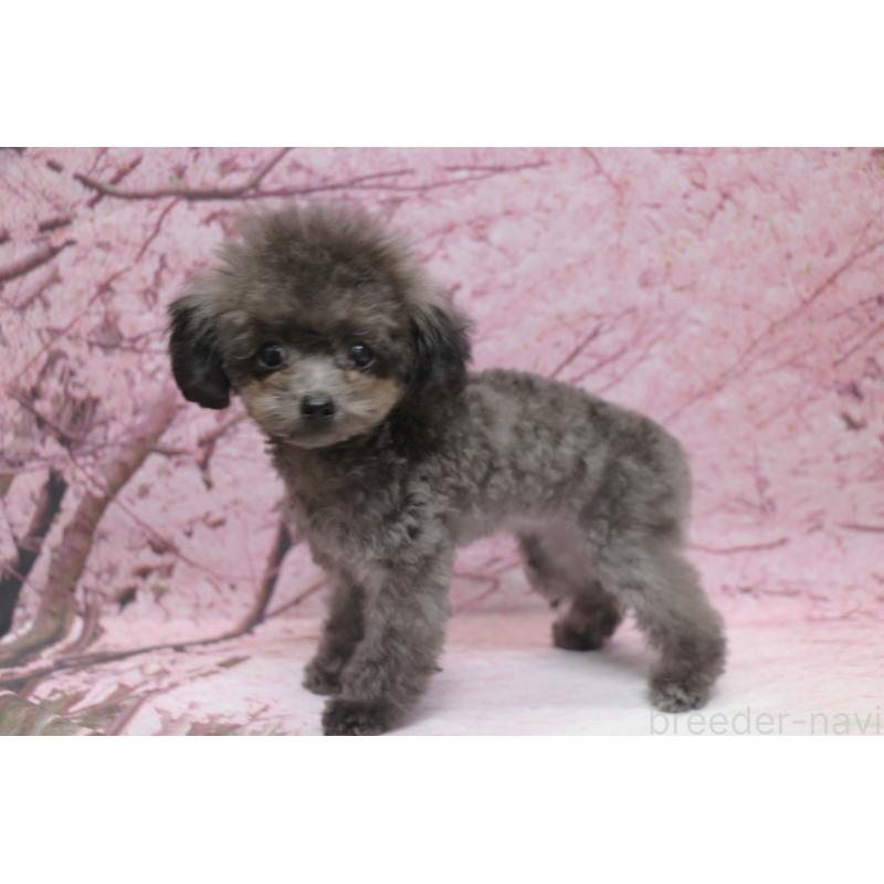 成約済の千葉県のティーカッププードル-427033の4枚目