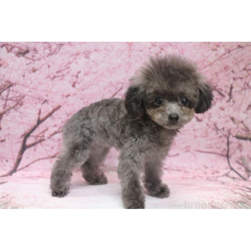 成約済の千葉県のティーカッププードル-427033の3枚目