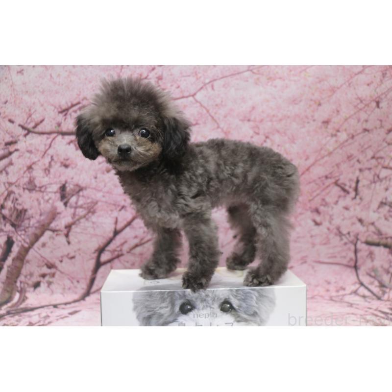 成約済の千葉県のティーカッププードル-427033の2枚目