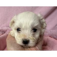 ♀︎ボロニーズ