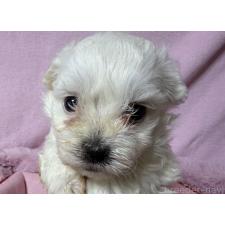 ♀︎ボロニーズ