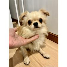 ♀︎チワワ(ロングコート)