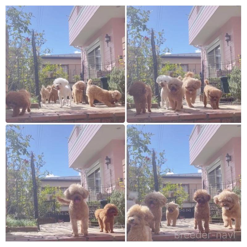 犬舎紹介の千葉県の犬舎紹介-2726の5枚目